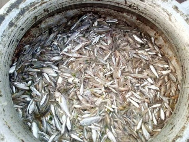 Jamuna-river-fishes.jpg