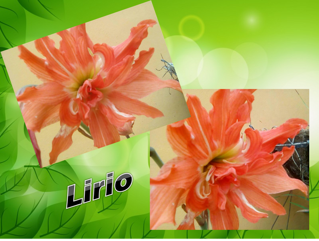 La naturaleza en mi ciudad #13. Conoce la hermosa flor (Lirio) — Steemit