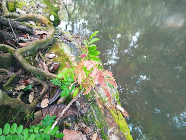 SALTO-DEL-ANGEL-CHAPARRAL-TOLIMA-FOTOS