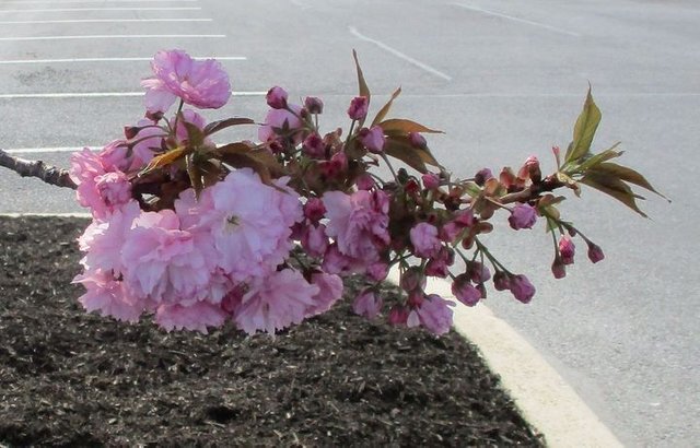 Kwanzan Cherry Blossom Tree In Bloom Steemit