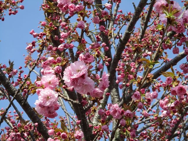 Kwanzan Cherry Blossom Tree In Bloom Steemit