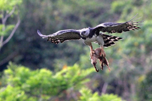 Naturaleza asombrosa #139 - Águilas gigantes en Sudamérica, conozca al  águila arpía — Steemit