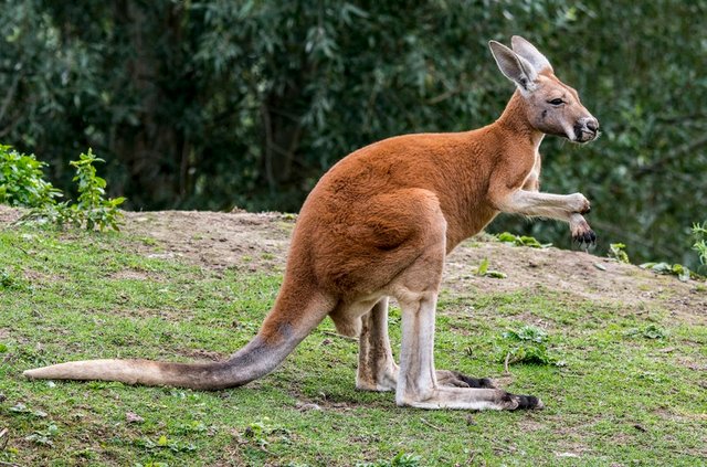 randomkangaroo