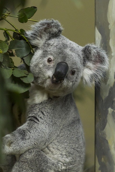 randomkoala2