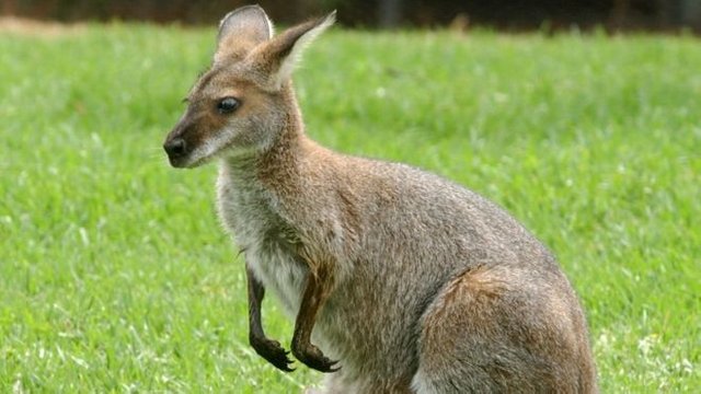 randomkangaroo