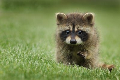 randomraccoon