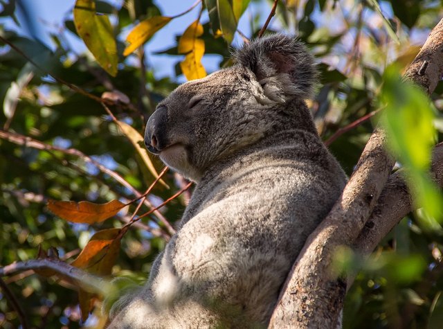 randomkoala