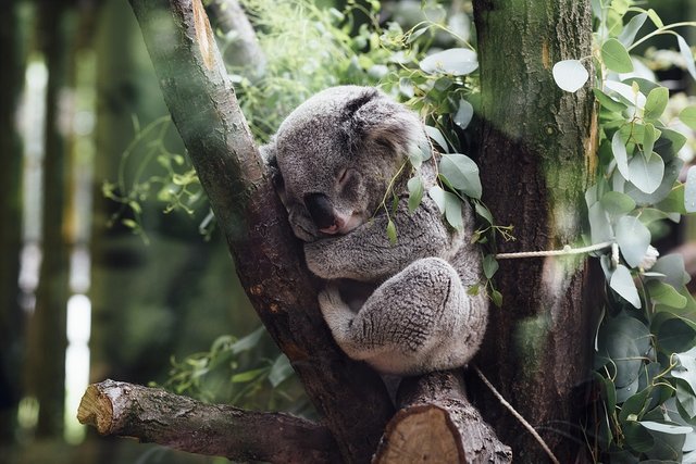 randomkoala