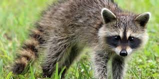 randomraccoon