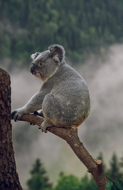 randomkoala2