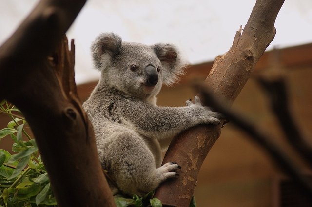 randomkoala2