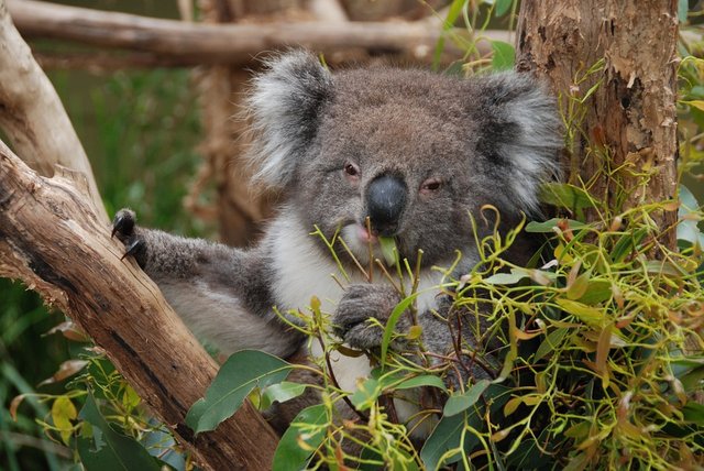 randomkoala2