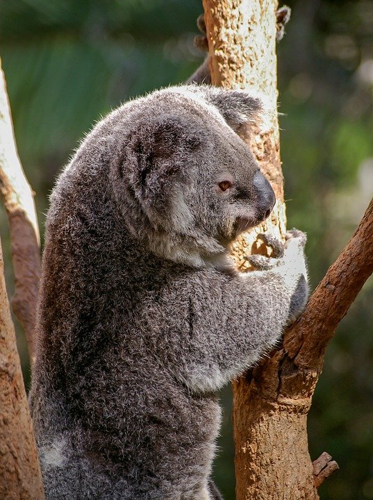 randomkoala2