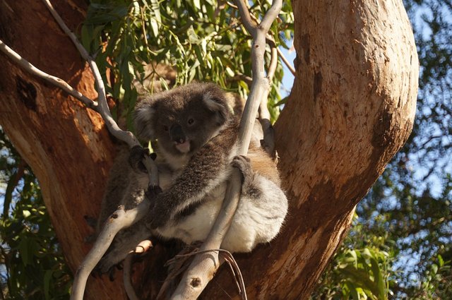 randomkoala