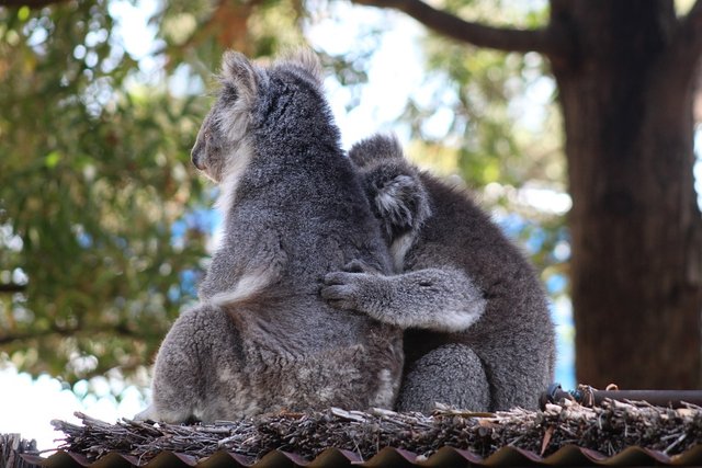 randomkoala