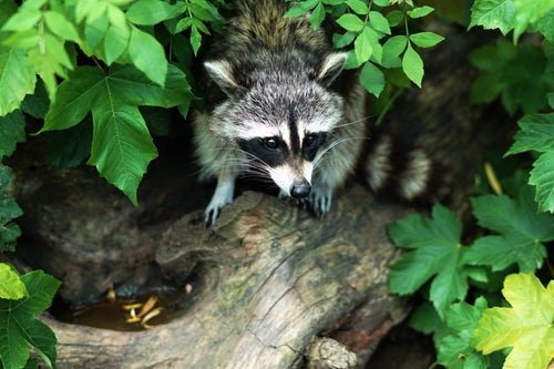 randomraccoon