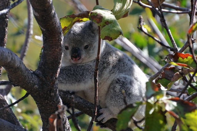 randomkoala2