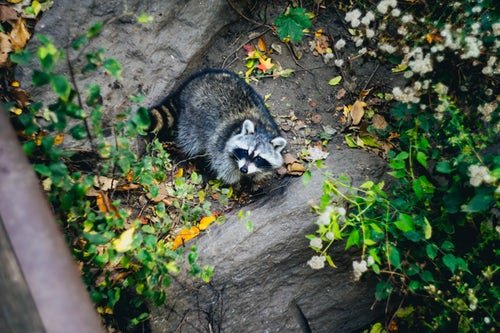 randomraccoon2