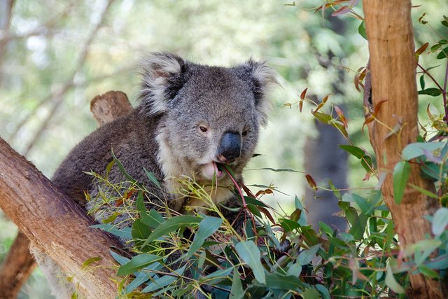 randomkoala