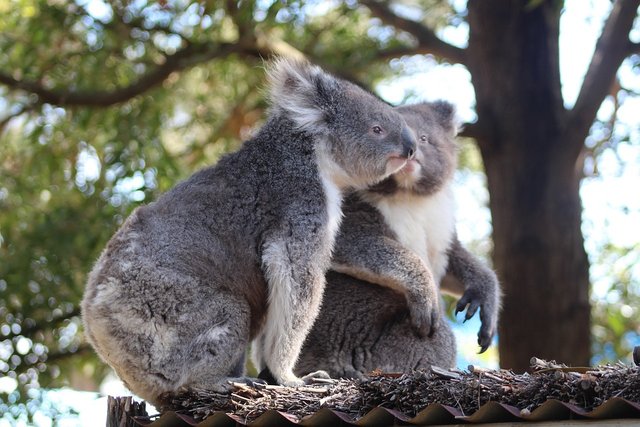 randomkoala