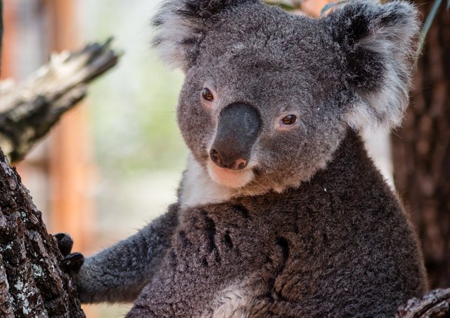 randomkoala2