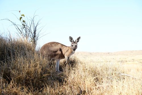 randomkangaroo