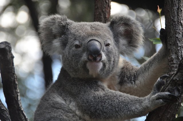 randomkoala