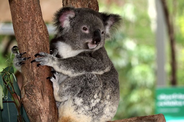 randomkoala