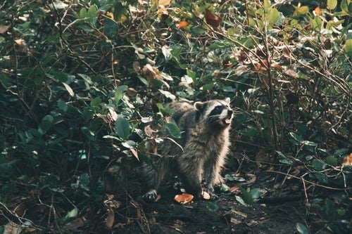 randomraccoon