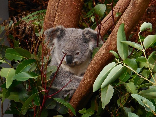 randomkoala