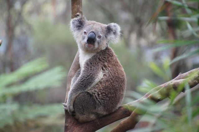 randomkoala2