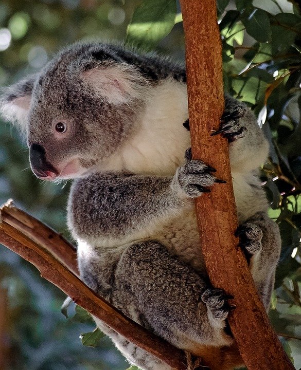 randomkoala