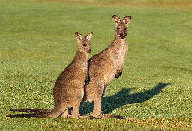 randomkangaroo