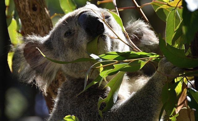 randomkoala2