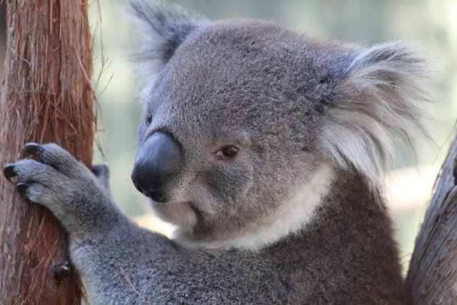 randomkoala2