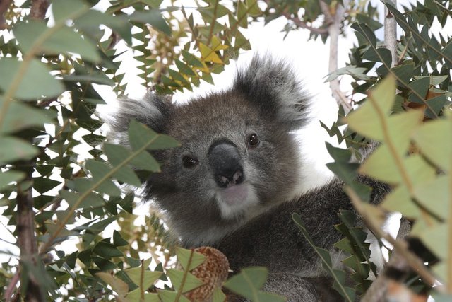 randomkoala