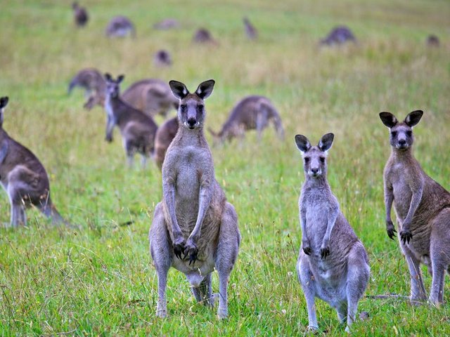 randomkangaroo2