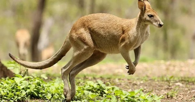 randomkangaroo2