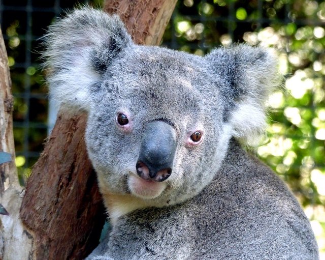 randomkoala2