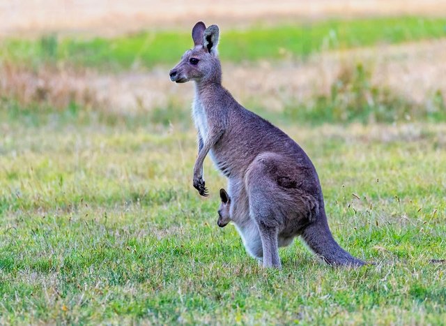 randomkangaroo