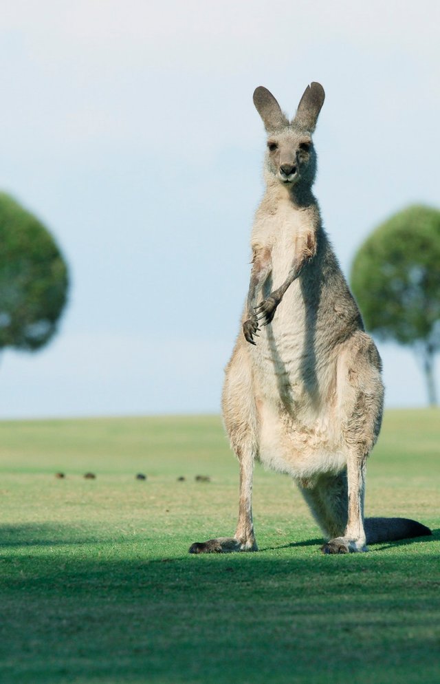 randomkangaroo2