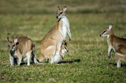 randomkangaroo