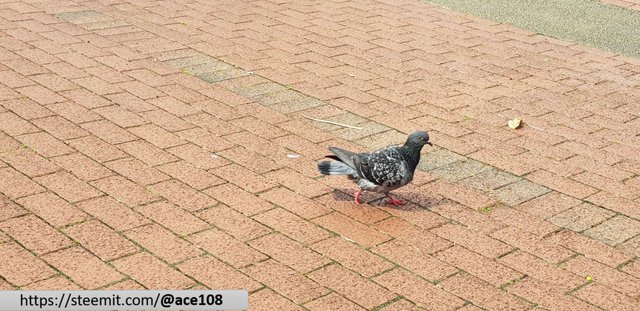 Pigeon 3