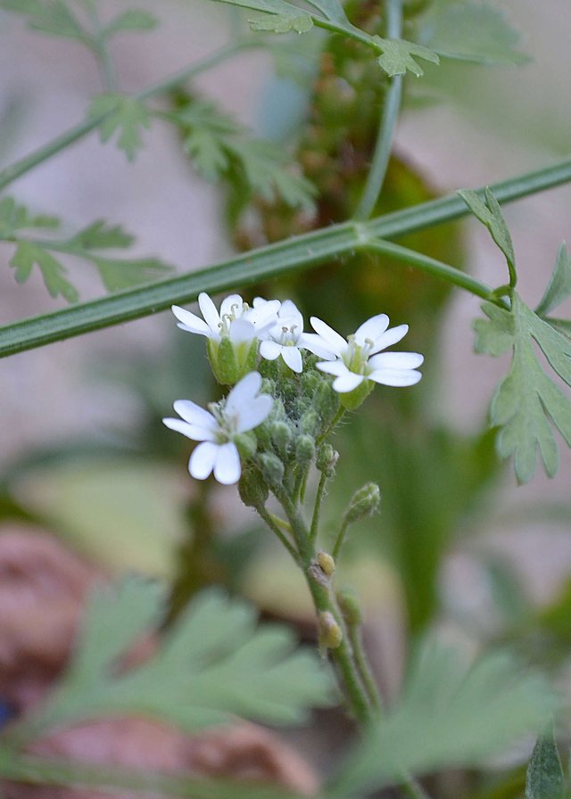 White Flower