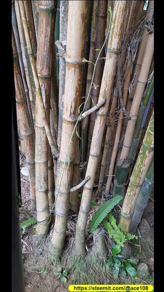 Bamboo shoots to flower 30