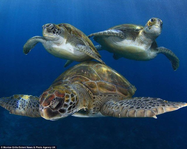 Playful turtles swim close to two divers — Steemit