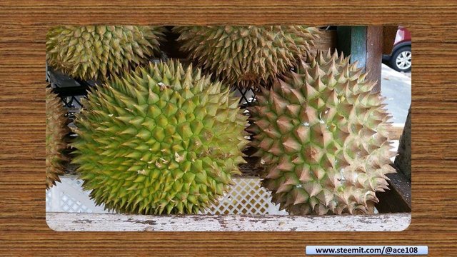 Durian06