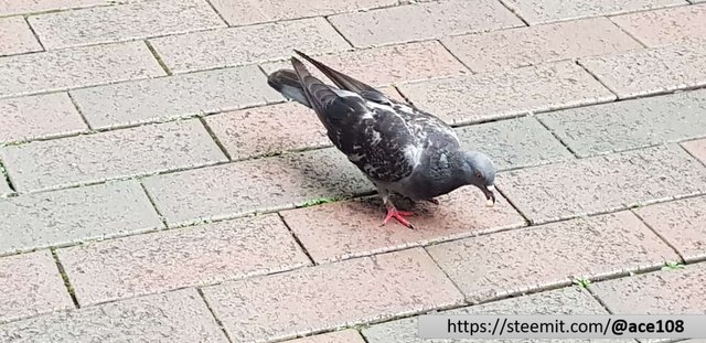 Pigeon HAPPY