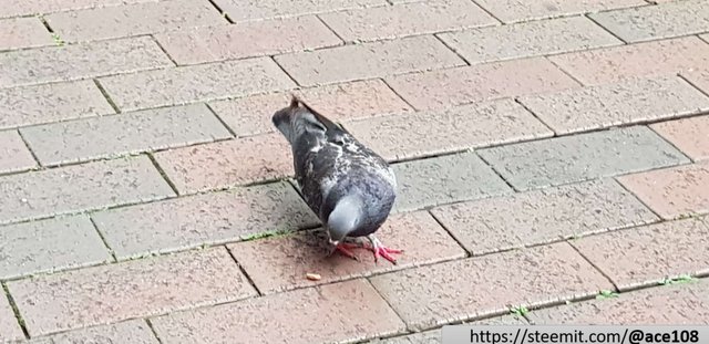 Pigeon food