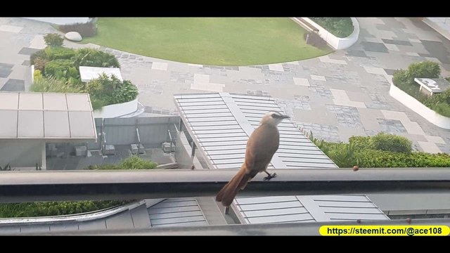 Bird at Sentosa30